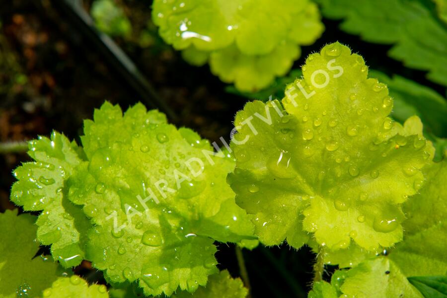 Dlužicha 'Pretty Perinne' - Heuchera hybrida 'Pretty Perinne'
