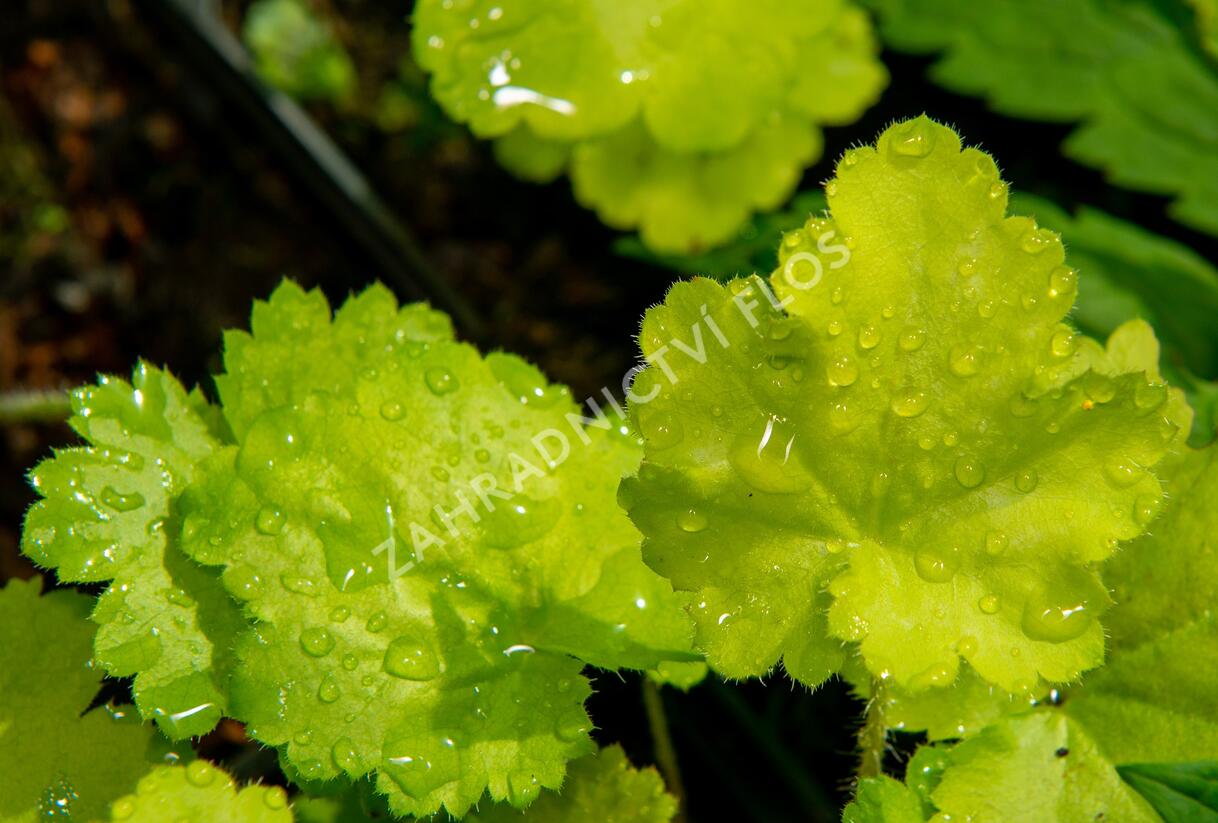 Dlužicha 'Pretty Perinne' - Heuchera hybrida 'Pretty Perinne'