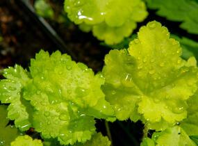 Dlužicha 'Pretty Perinne' - Heuchera hybrida 'Pretty Perinne'