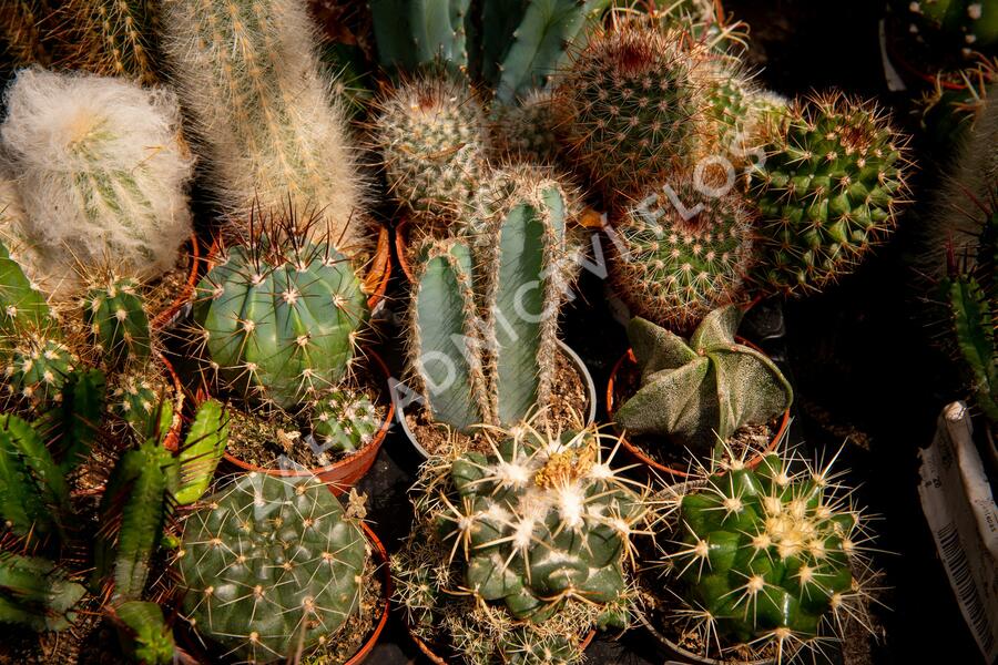 Kaktus mix - Cactus mix