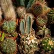 Kaktus mix - Cactus mix