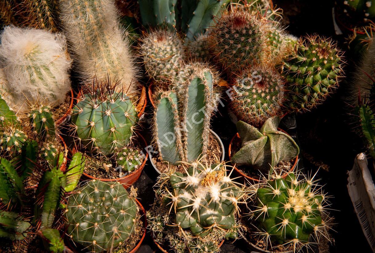 Kaktus mix - Cactus mix