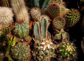 Kaktus mix - Cactus mix