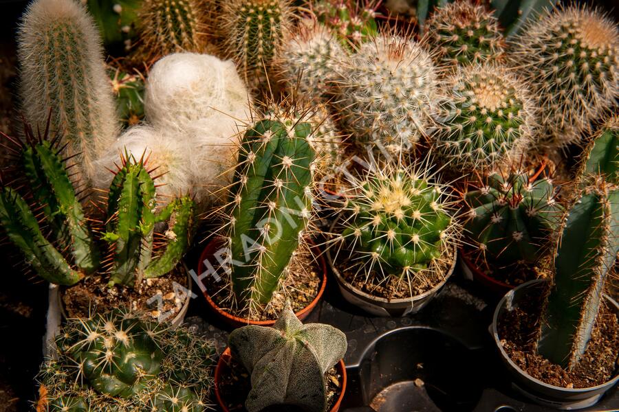 Kaktus mix - Cactus mix