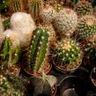 Kaktus mix - Cactus mix