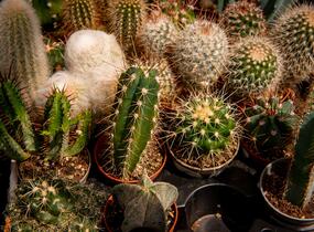 Kaktus mix - Cactus mix