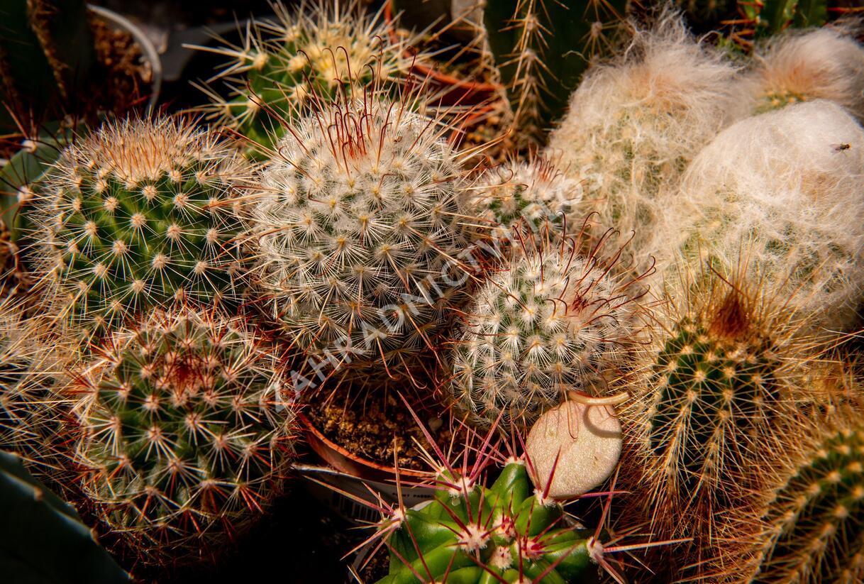 Kaktus mix - Cactus mix