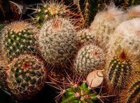 Kaktus mix - Cactus mix