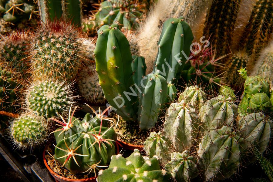 Kaktus mix - Cactus mix