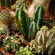 Kaktus mix - Cactus mix