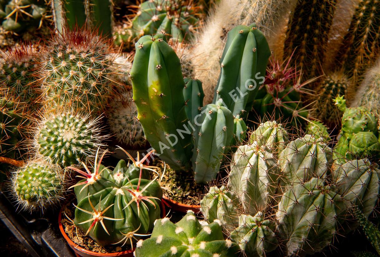 Kaktus mix - Cactus mix