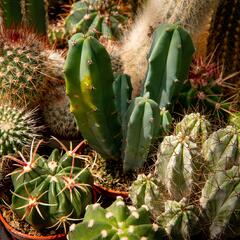 Kaktus mix - Cactus mix