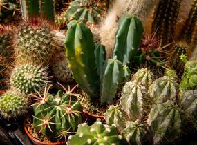 Kaktus mix - Cactus mix