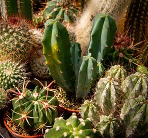 Kaktus mix - Cactus mix