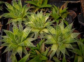 Aloe mix - Aloe mix