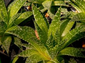 Aloe mix - Aloe mix
