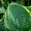 Bohyška 'Pizzazz' - Hosta 'Pizzazz'