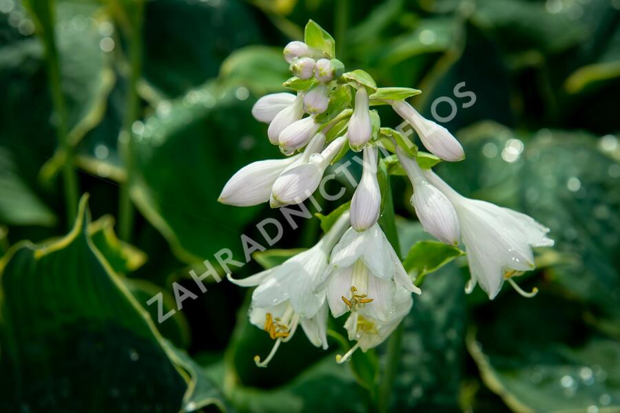 Bohyška 'Pizzazz' - Hosta 'Pizzazz'