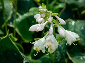 Bohyška 'Pizzazz' - Hosta 'Pizzazz'