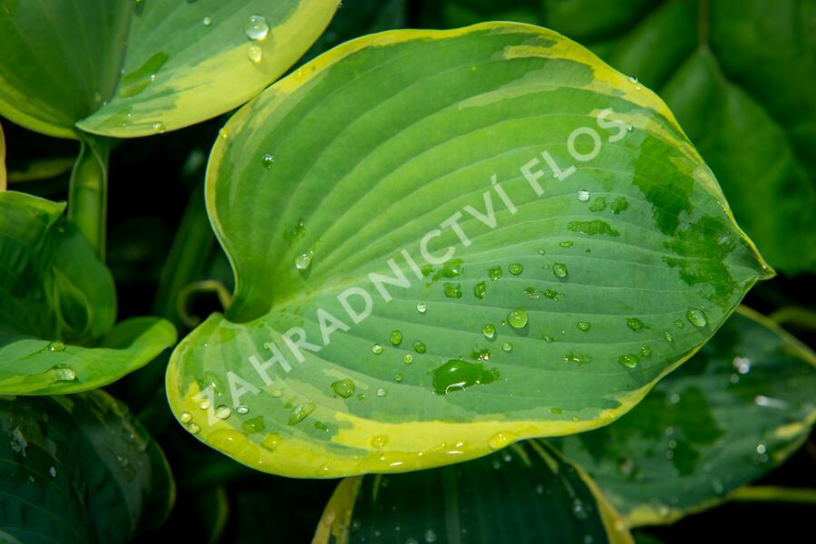 Bohyška 'Pizzazz' - Hosta 'Pizzazz'