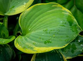 Bohyška 'Pizzazz' - Hosta 'Pizzazz'