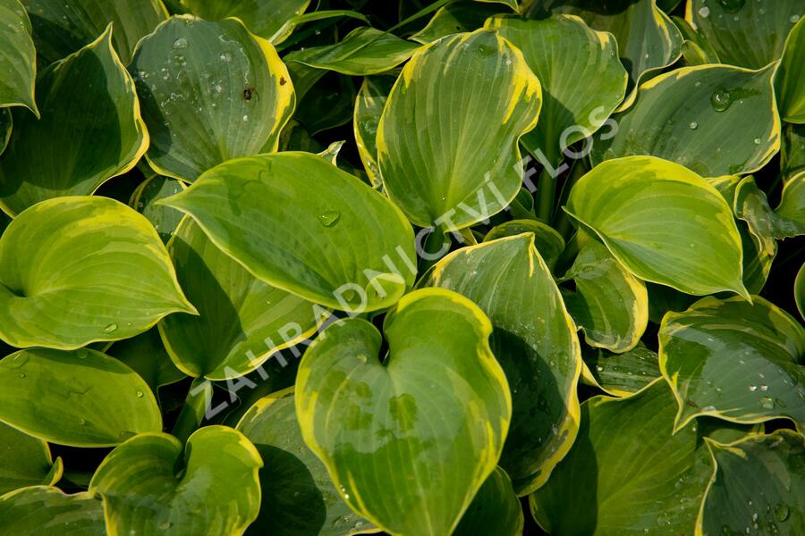 Bohyška 'Pizzazz' - Hosta 'Pizzazz'
