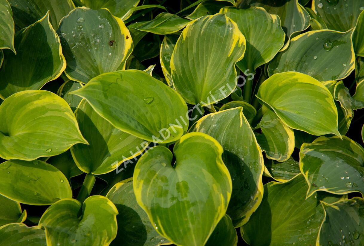 Bohyška 'Pizzazz' - Hosta 'Pizzazz'