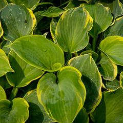 Bohyška 'Pizzazz' - Hosta 'Pizzazz'