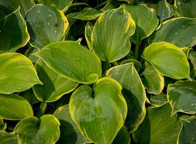 Bohyška 'Pizzazz' - Hosta 'Pizzazz'