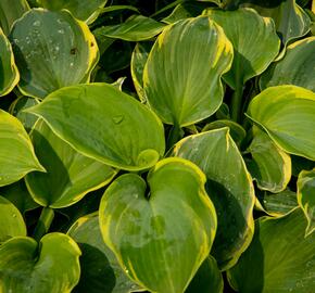 Bohyška 'Pizzazz' - Hosta 'Pizzazz'