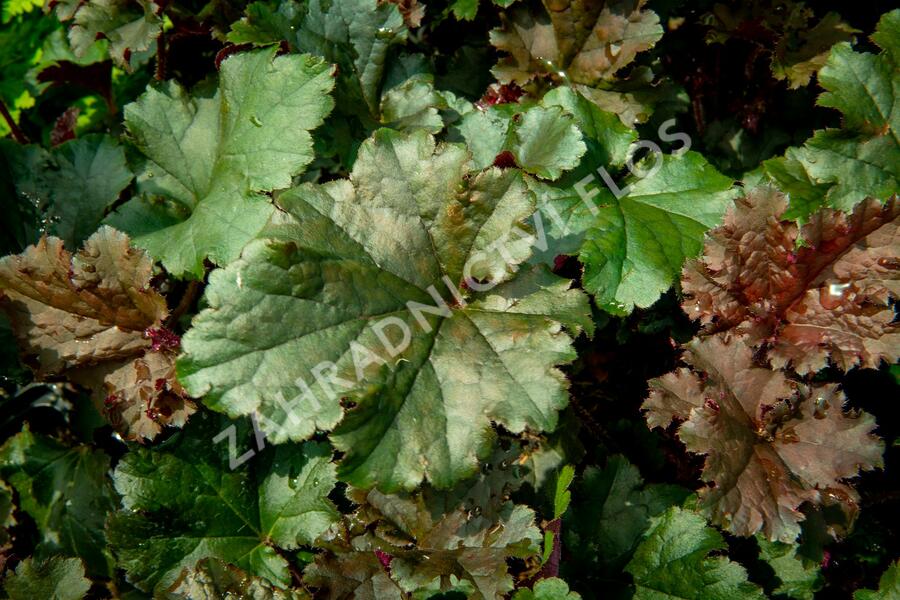 Dlužicha 'Dark Select' - Heuchera hybrida 'Dark Select'