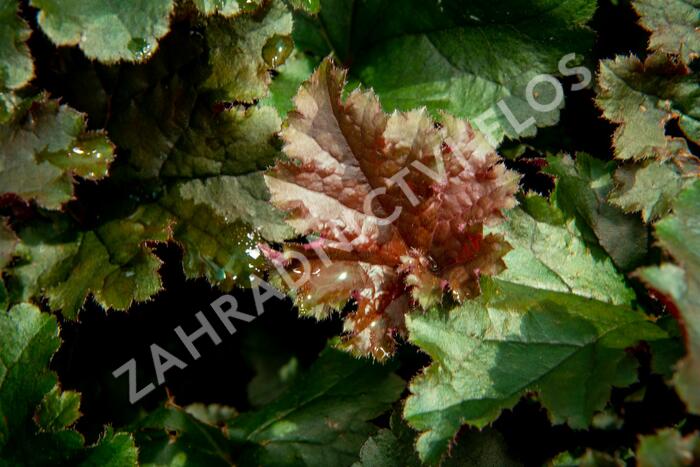 Dlužicha 'Dark Select' - Heuchera hybrida 'Dark Select'