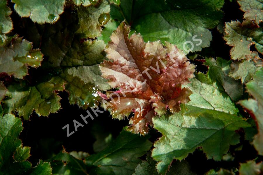 Dlužicha 'Dark Select' - Heuchera hybrida 'Dark Select'