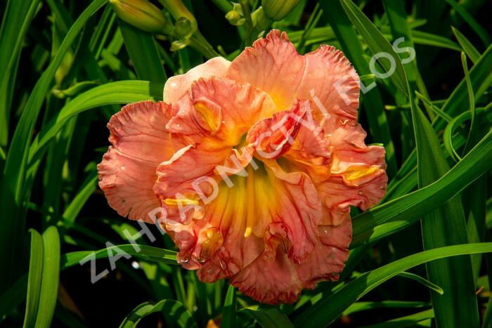 Denivka 'Lacy Doily' - Hemerocallis 'Lacy Doily'