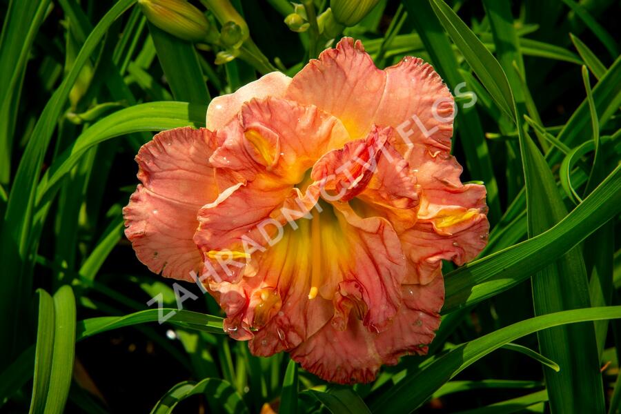 Denivka 'Lacy Doily' - Hemerocallis 'Lacy Doily'