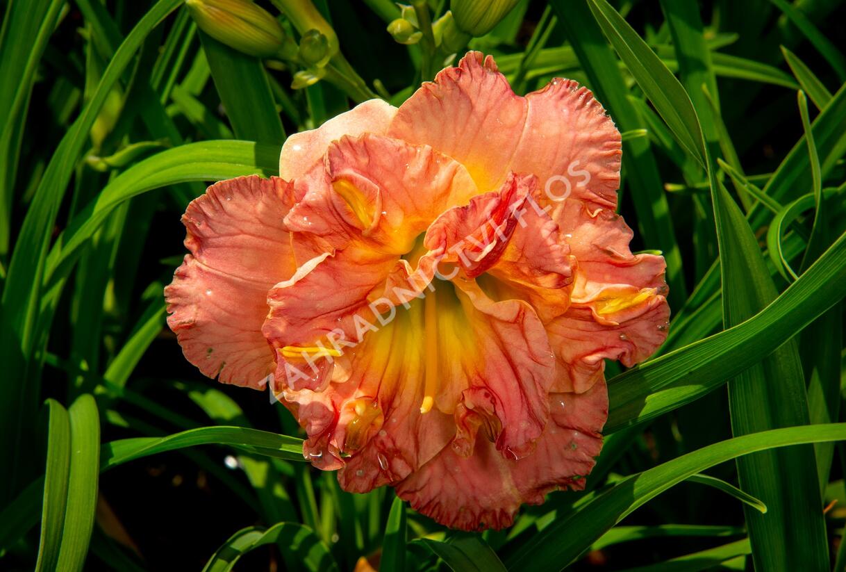 Denivka 'Lacy Doily' - Hemerocallis 'Lacy Doily'