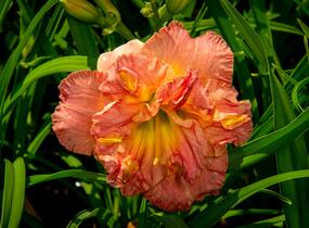 Denivka 'Lacy Doily' - Hemerocallis 'Lacy Doily'