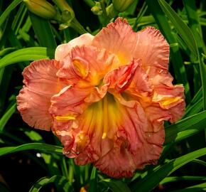 Denivka 'Lacy Doily' - Hemerocallis 'Lacy Doily'