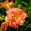 Denivka 'Lacy Doily' - Hemerocallis 'Lacy Doily'