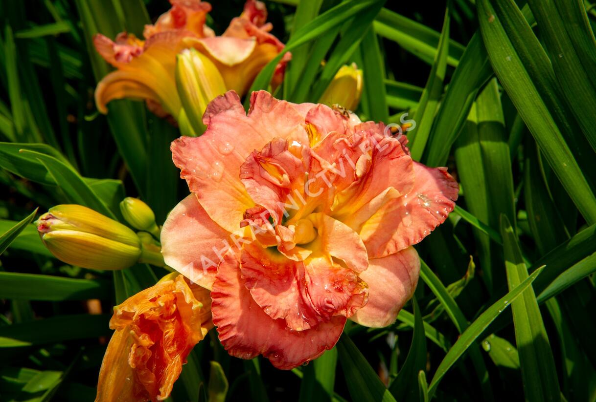 Denivka 'Lacy Doily' - Hemerocallis 'Lacy Doily'
