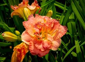 Denivka 'Lacy Doily' - Hemerocallis 'Lacy Doily'