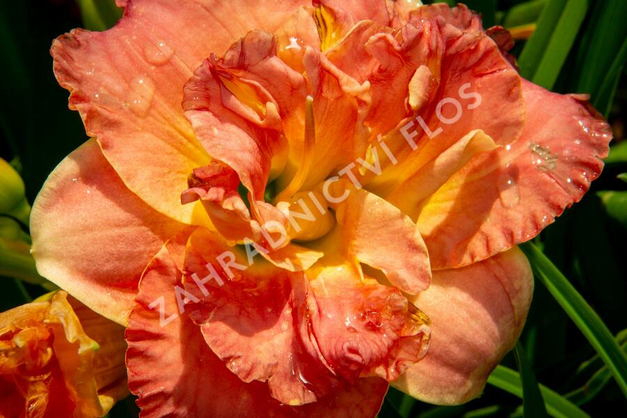 Denivka 'Lacy Doily' - Hemerocallis 'Lacy Doily'