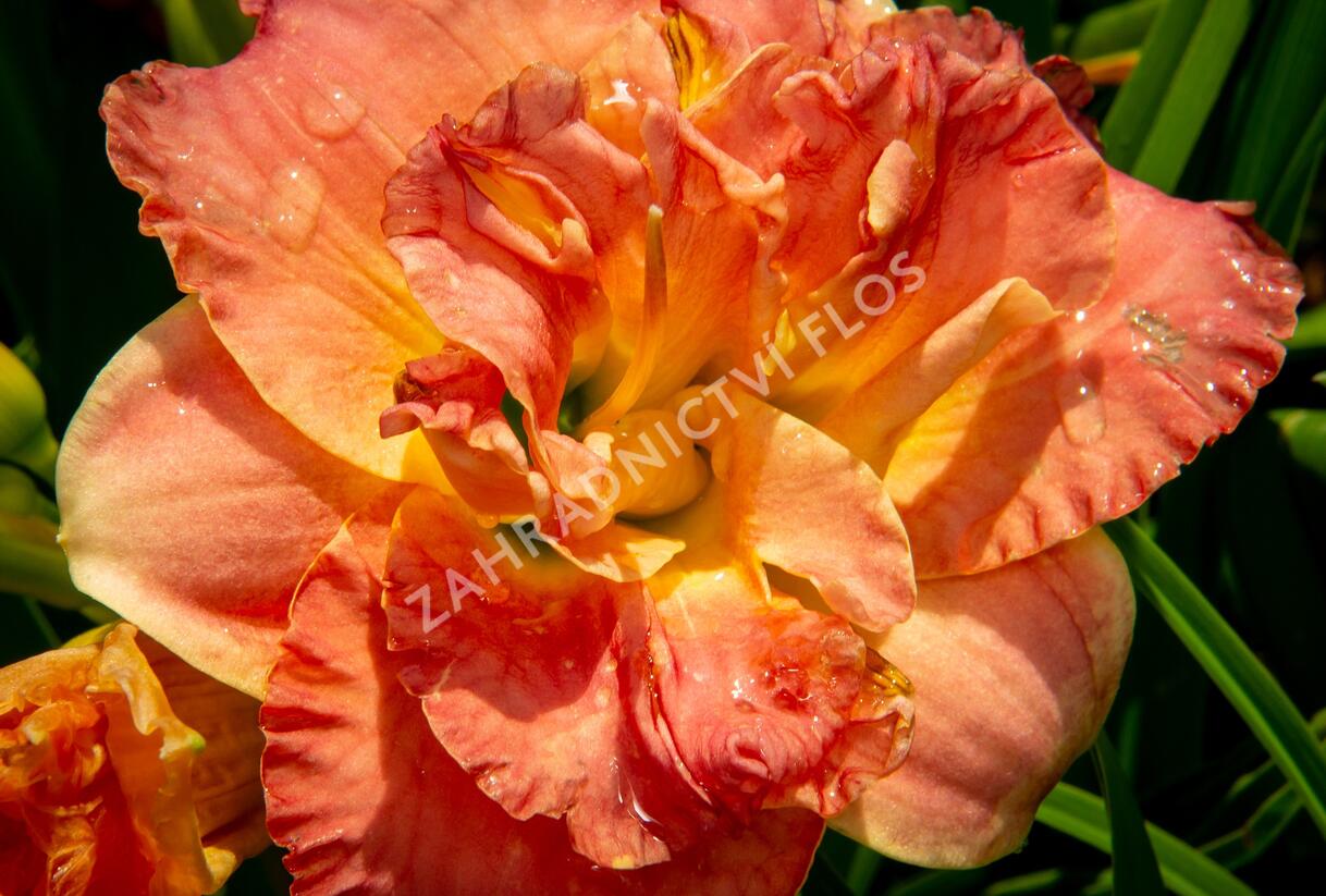 Denivka 'Lacy Doily' - Hemerocallis 'Lacy Doily'