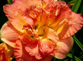 Denivka 'Lacy Doily' - Hemerocallis 'Lacy Doily'