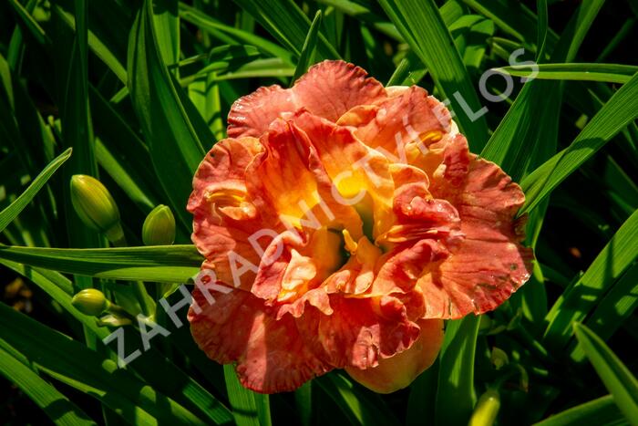 Denivka 'Lacy Doily' - Hemerocallis 'Lacy Doily'