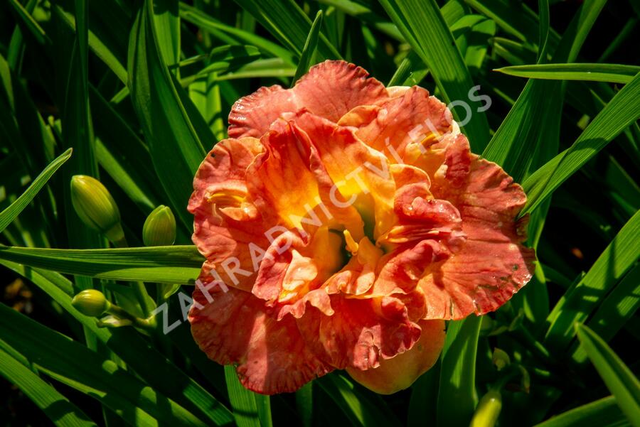Denivka 'Lacy Doily' - Hemerocallis 'Lacy Doily'
