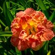 Denivka 'Lacy Doily' - Hemerocallis 'Lacy Doily'