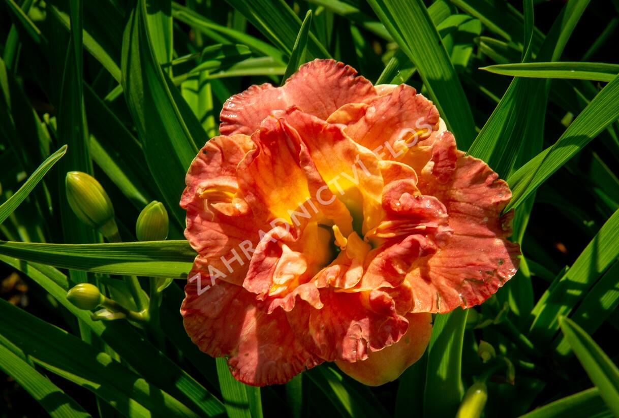 Denivka 'Lacy Doily' - Hemerocallis 'Lacy Doily'