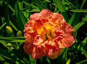 Denivka 'Lacy Doily' - Hemerocallis 'Lacy Doily'