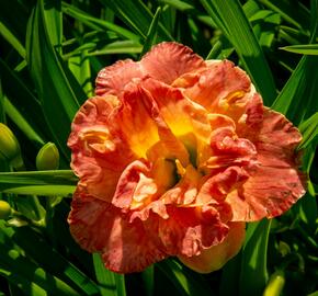 Denivka 'Lacy Doily' - Hemerocallis 'Lacy Doily'